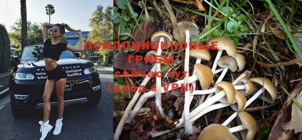PSILOCYBIN Богданович